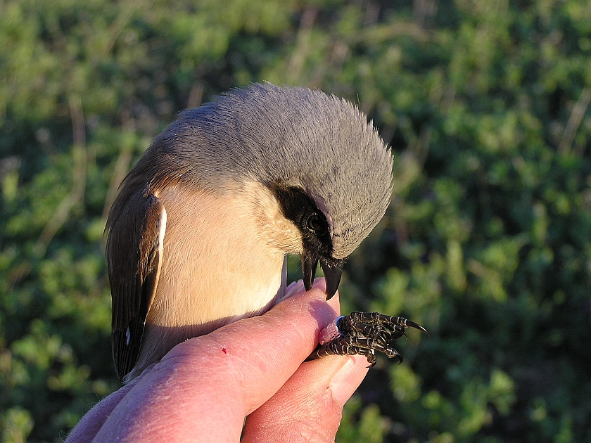 Red-backed Shrike, Sundre 20050513